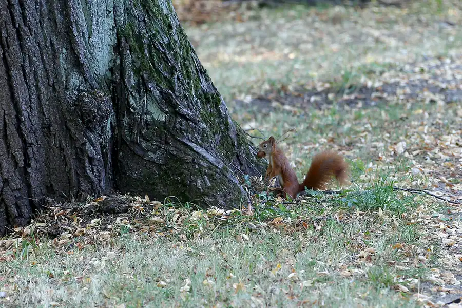 047 | 2020 | Weimar | Historischer Friedhof | © carsten riede fotografie