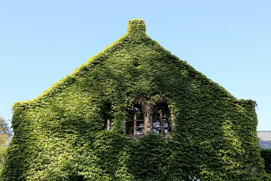 097 | 2020 | Weimar | Historischer Friedhof | © carsten riede fotografie