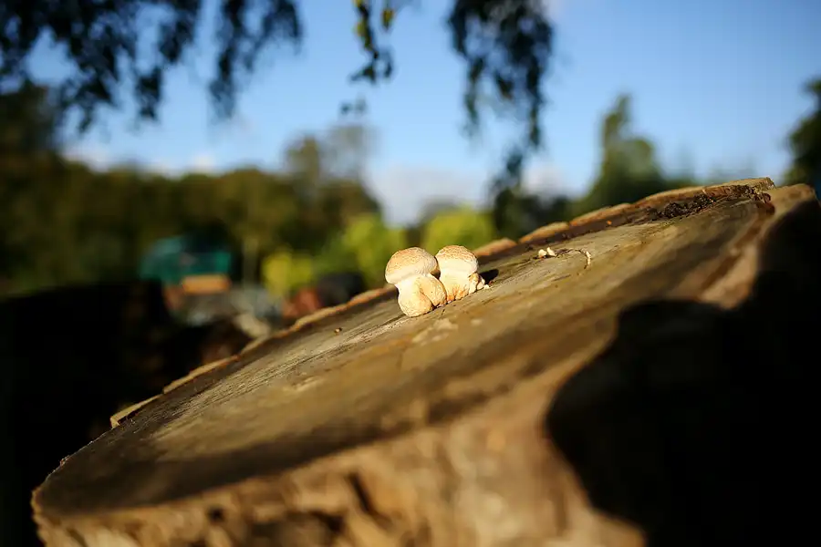 051 | 2020 | Putgarten | © carsten riede fotografie