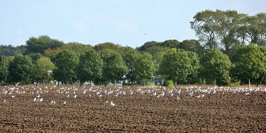 067 | 2020 | Breege | © carsten riede fotografie