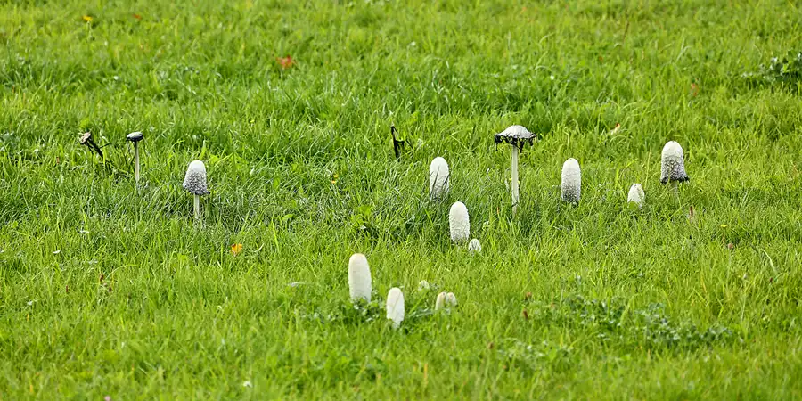 080 | 2020 | Lohme | © carsten riede fotografie
