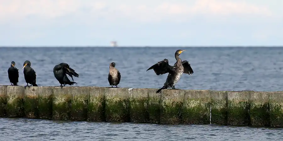 096 | 2020 | Glowe | © carsten riede fotografie