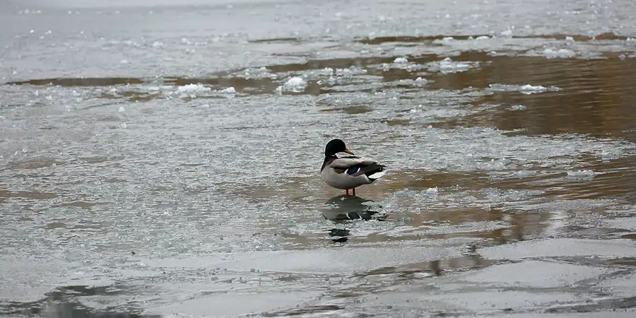 043 | 2021 | Berlin | Obersee-Orankesee-Park | © carsten riede fotografie