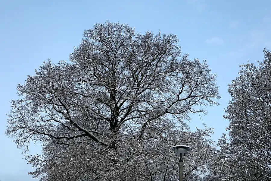 045 | 2021 | Berlin | Obersee-Orankesee-Park | © carsten riede fotografie