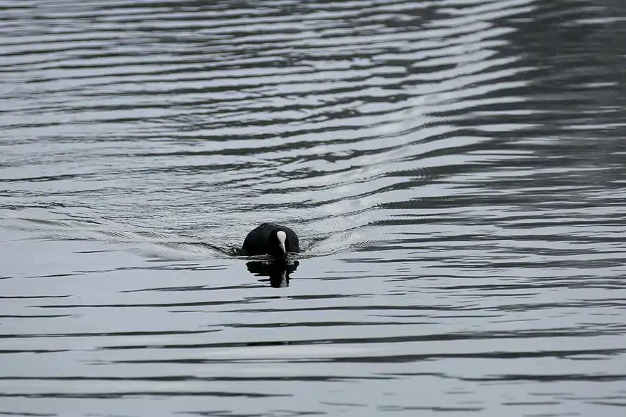 056 | 2021 | Berlin | Obersee-Orankesee-Park | © carsten riede fotografie