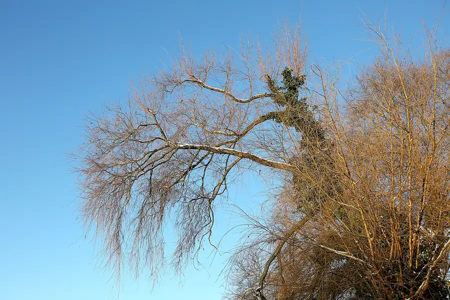 003 | 2021 | Berlin | Obersee-Orankesee-Park | © carsten riede fotografie
