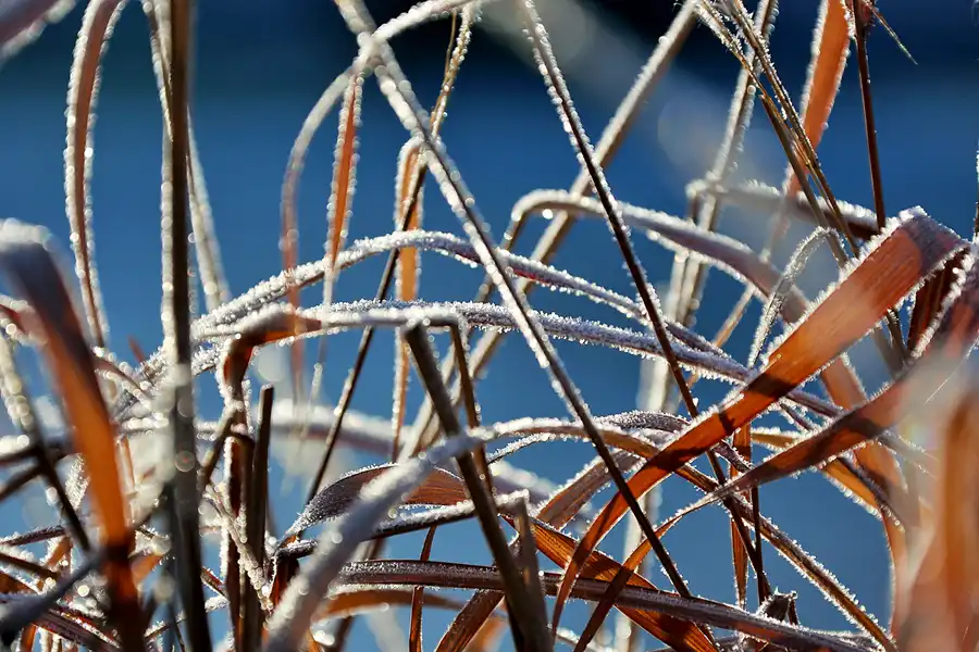 004 | 2021 | Berlin | Obersee-Orankesee-Park | © carsten riede fotografie