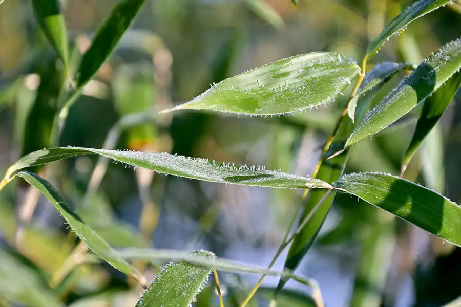 006 | 2021 | Berlin | Obersee-Orankesee-Park | © carsten riede fotografie