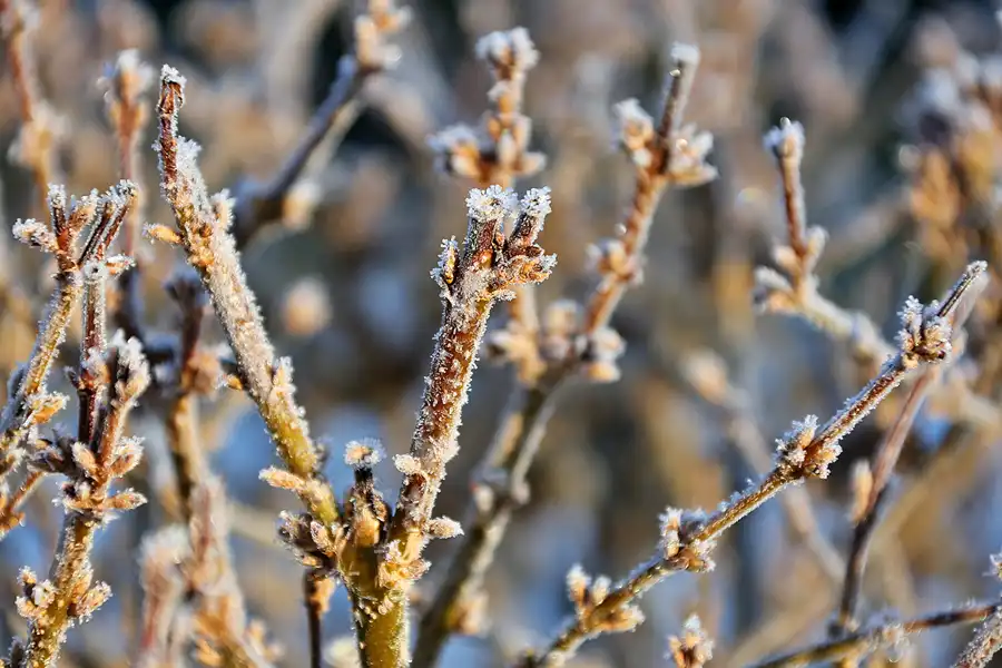 007 | 2021 | Berlin | Obersee-Orankesee-Park | © carsten riede fotografie