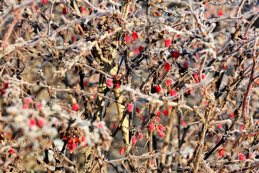 010 | 2021 | Berlin | Obersee-Orankesee-Park | © carsten riede fotografie