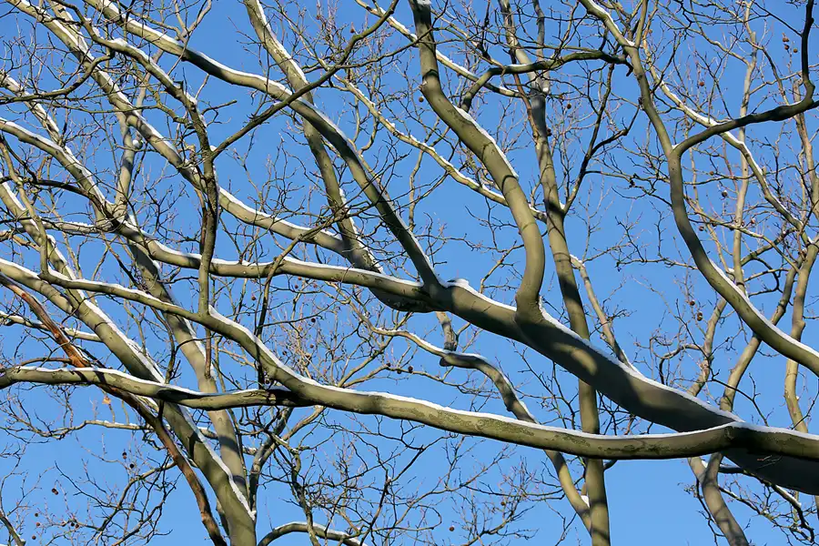 013 | 2021 | Berlin | Obersee-Orankesee-Park | © carsten riede fotografie