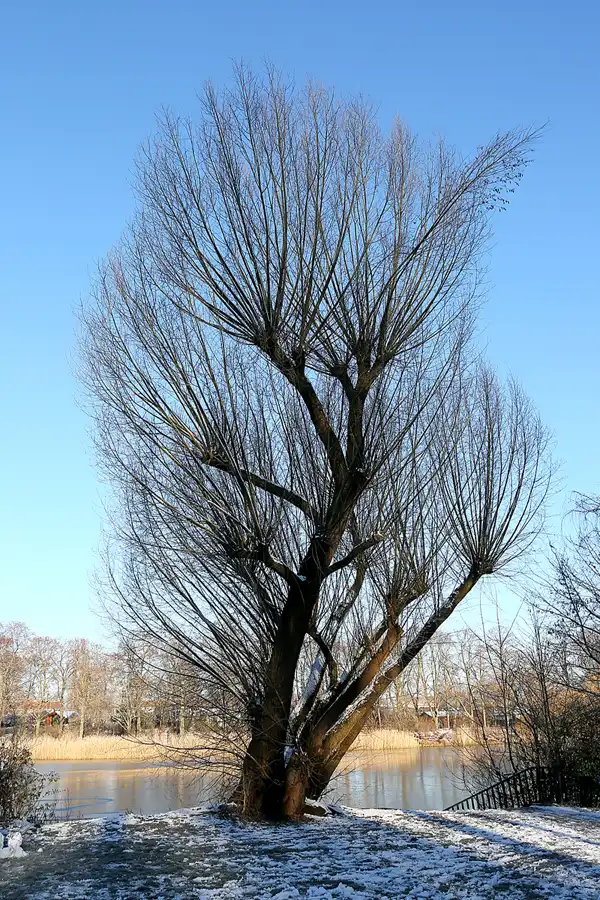 016 | 2021 | Berlin | Obersee-Orankesee-Park | © carsten riede fotografie