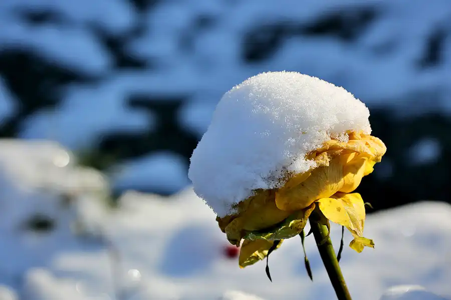 032 | 2021 | Berlin | Friedhof der St. Hedwig und St. Pius Gemeinde | © carsten riede fotografie