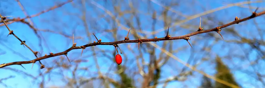 053 | 2021 | Berlin | Obersee-Orankesee-Park | © carsten riede fotografie