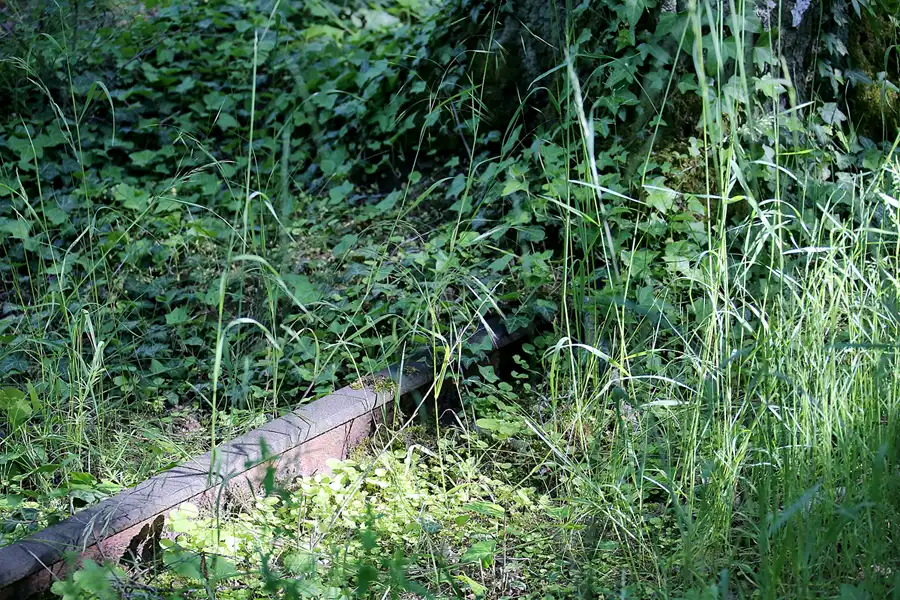 054 | 2021 | Berlin | Natur-Park Schöneberger Südgelände – ehemaliger Rangierbahnhof Tempelhof | © carsten riede fotografie