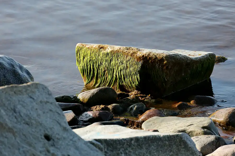 001 | 2021 | Sassnitz – Kieler Bach | Uferweg | © carsten riede fotografie