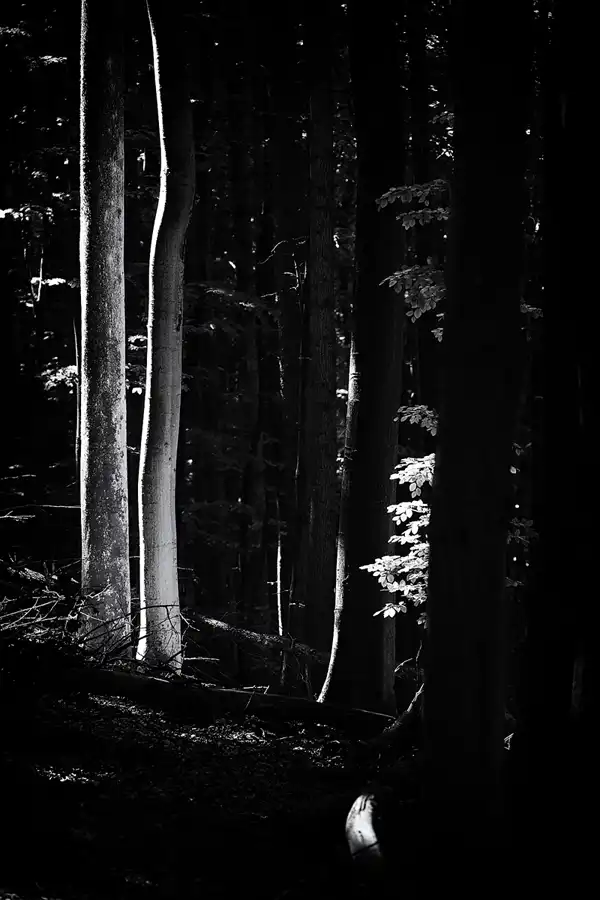 046 | 2021 | Stubbenkammer | Rund um den Herthasee | © carsten riede fotografie