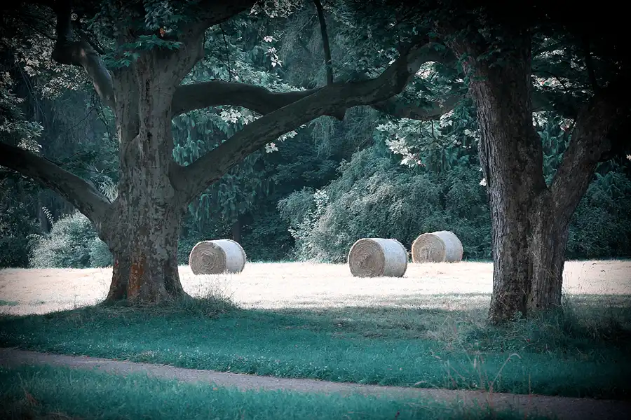 013 | 2021 | Weimar | Schlosspark Belvedere | © carsten riede fotografie