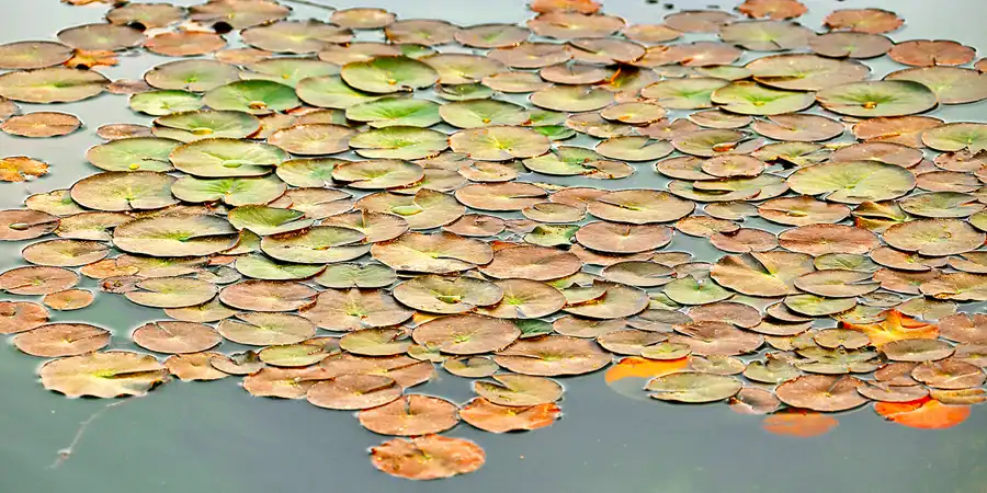 015 | 2021 | Weimar | Schlosspark Belvedere | © carsten riede fotografie