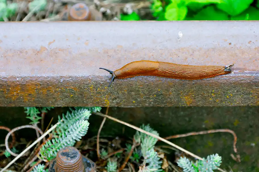 042 | 2021 | Weimar | Eisenbahnmuseum im Bahnbetriebswerk Weimar | © carsten riede fotografie