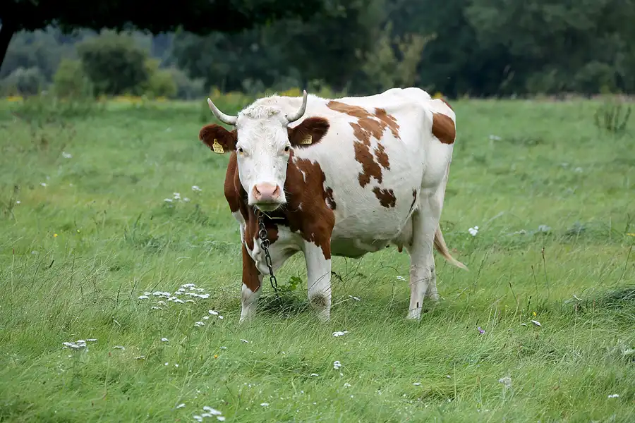 095 | 2021 | Sosnowka | © carsten riede fotografie