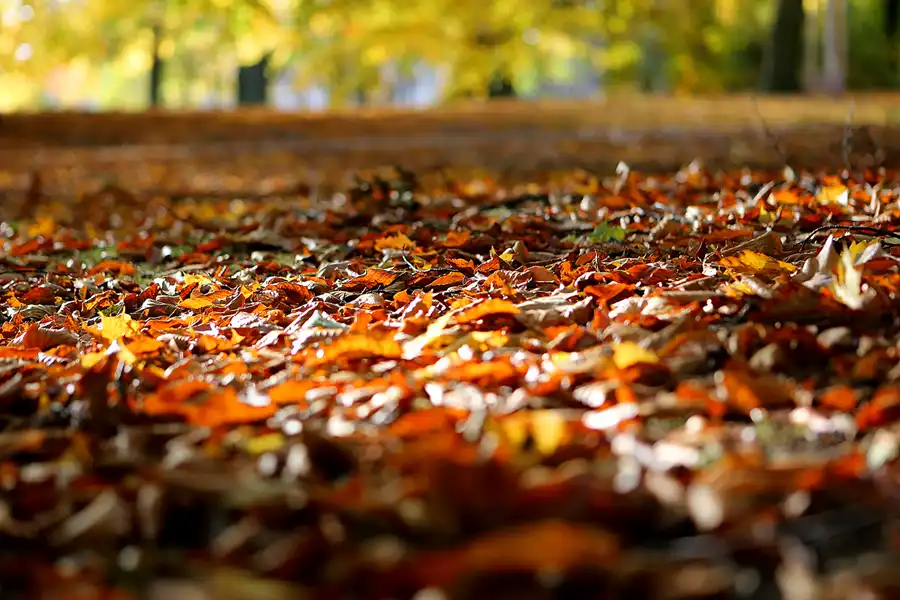 019 | 2021 | Berlin | Obersee-Orankesee-Park | © carsten riede fotografie