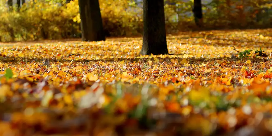 020 | 2021 | Berlin | Obersee-Orankesee-Park | © carsten riede fotografie