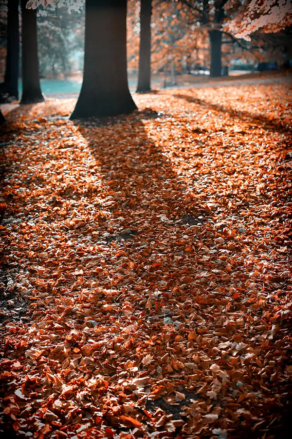021 | 2021 | Berlin | Obersee-Orankesee-Park | © carsten riede fotografie