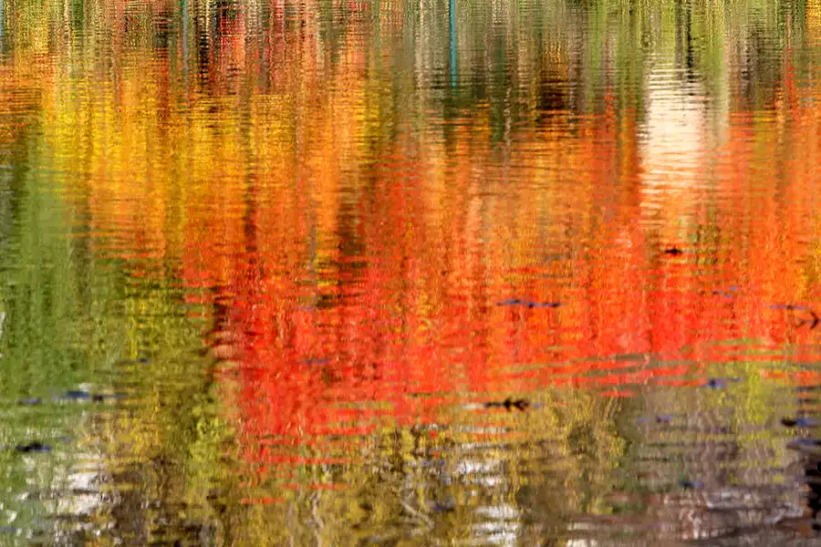 031 | 2021 | Berlin | Obersee-Orankesee-Park | © carsten riede fotografie