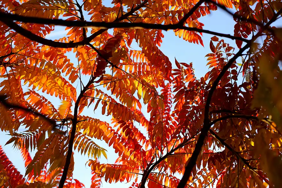 032 | 2021 | Berlin | Obersee-Orankesee-Park | © carsten riede fotografie