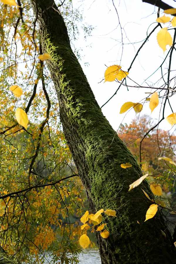037 | 2021 | Berlin | Obersee-Orankesee-Park | © carsten riede fotografie