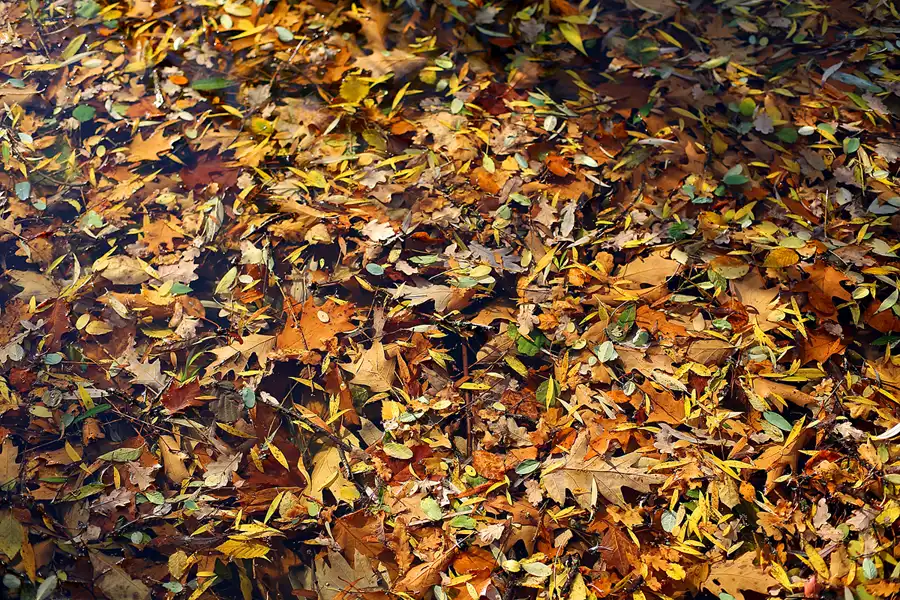 042 | 2021 | Berlin | Obersee-Orankesee-Park | © carsten riede fotografie