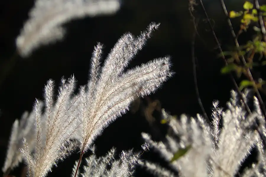 044 | 2021 | Berlin | Obersee-Orankesee-Park | © carsten riede fotografie