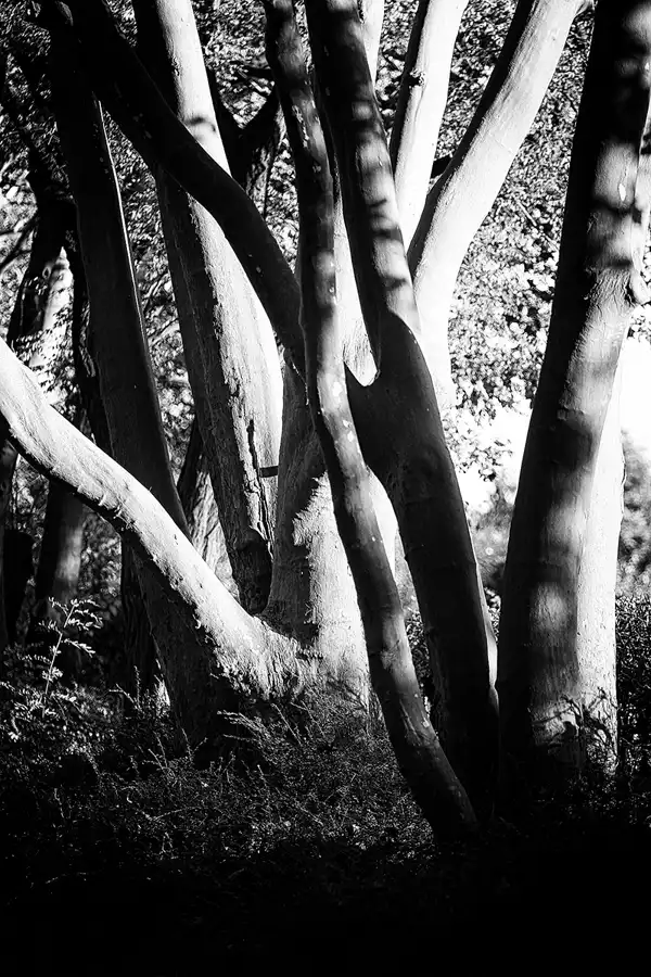 055 | 2021 | Berlin | Obersee-Orankesee-Park | © carsten riede fotografie