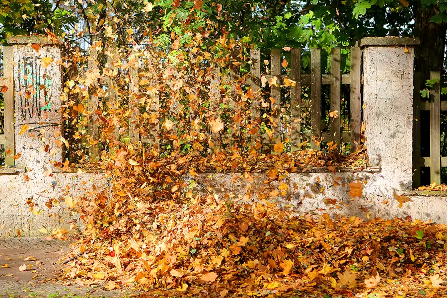 058 | 2021 | Berlin | Obersee-Orankesee-Park | © carsten riede fotografie