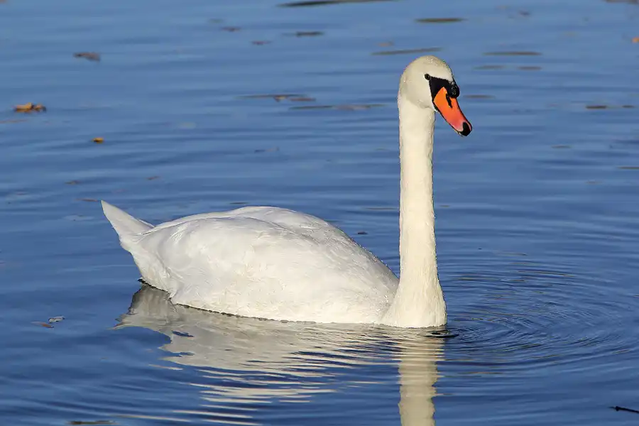 069 | 2021 | Berlin | Obersee-Orankesee-Park | © carsten riede fotografie