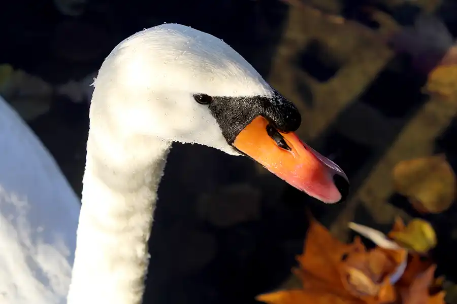 070 | 2021 | Berlin | Obersee-Orankesee-Park | © carsten riede fotografie