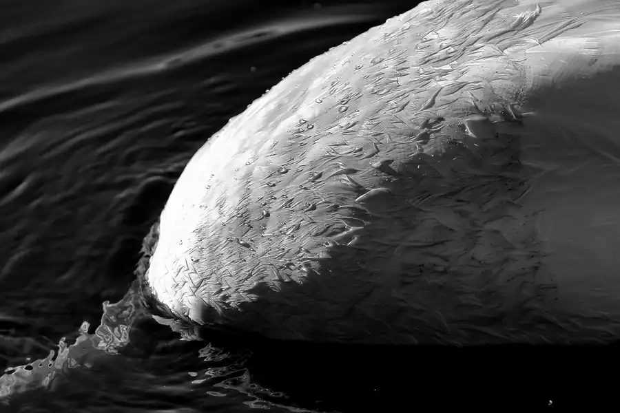 071 | 2021 | Berlin | Obersee-Orankesee-Park | © carsten riede fotografie