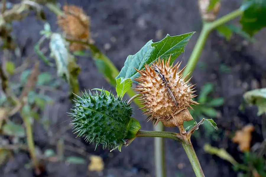 078 | 2021 | Berlin | Rund um das NSG Fauler See | © carsten riede fotografie