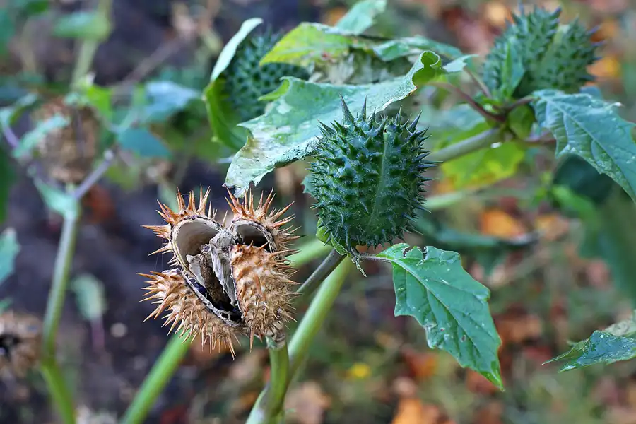079 | 2021 | Berlin | Rund um das NSG Fauler See | © carsten riede fotografie