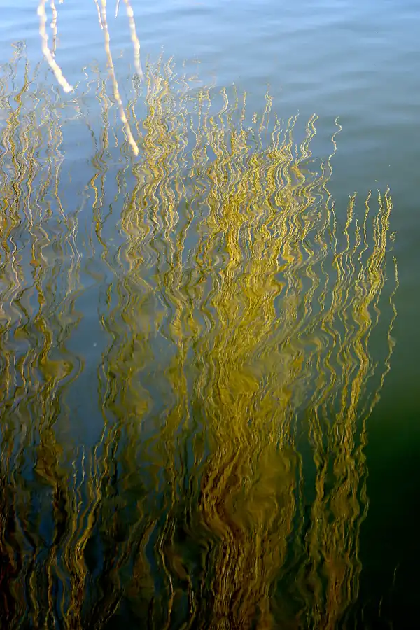 003 | 2022 | Berlin | Obersee-Orankesee-Park | © carsten riede fotografie