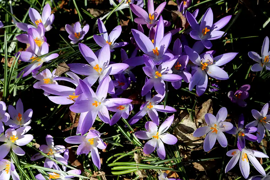 008 | 2022 | Berlin | Obersee-Orankesee-Park | © carsten riede fotografie