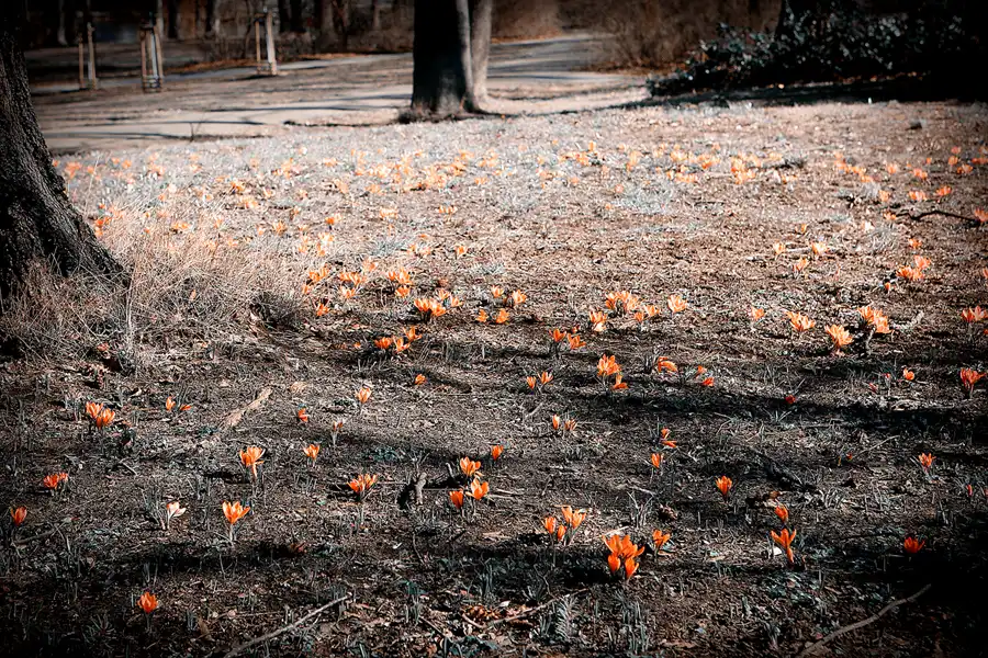 013 | 2022 | Berlin | Obersee-Orankesee-Park | © carsten riede fotografie