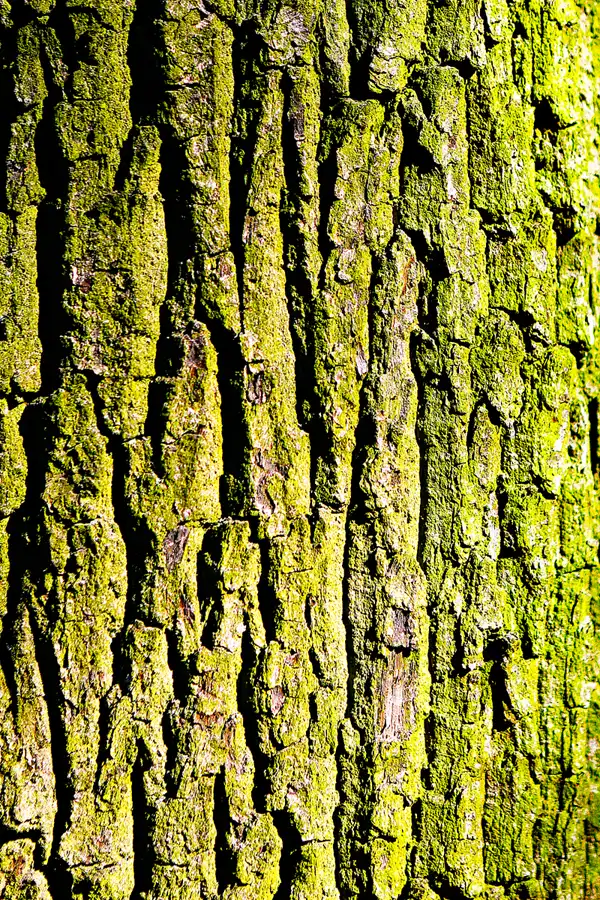 014 | 2022 | Berlin | Obersee-Orankesee-Park | © carsten riede fotografie