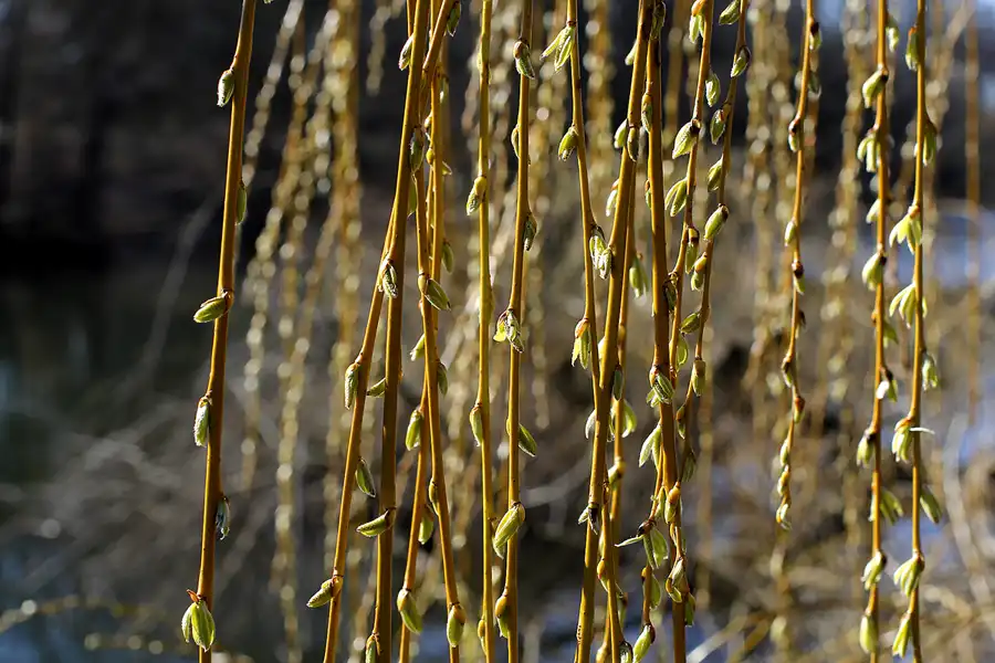 015 | 2022 | Berlin | Obersee-Orankesee-Park | © carsten riede fotografie