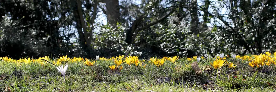 022 | 2022 | Berlin | Obersee-Orankesee-Park | © carsten riede fotografie