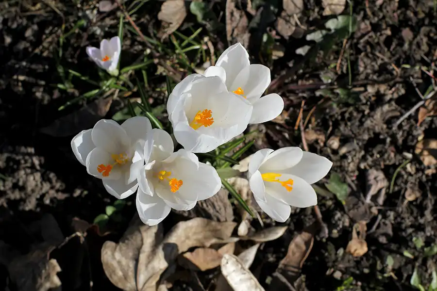 025 | 2022 | Berlin | Obersee-Orankesee-Park | © carsten riede fotografie