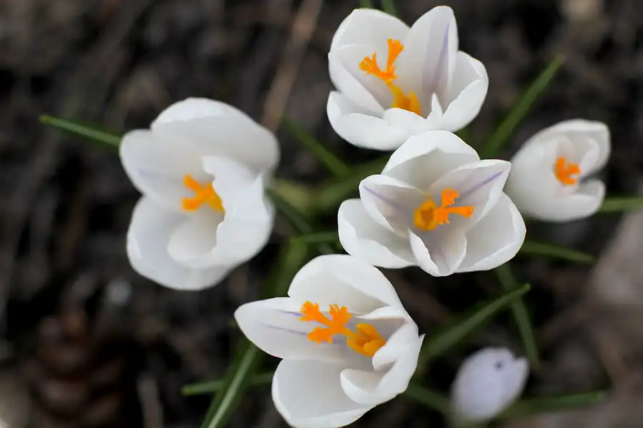 031 | 2022 | Berlin | Obersee-Orankesee-Park | © carsten riede fotografie