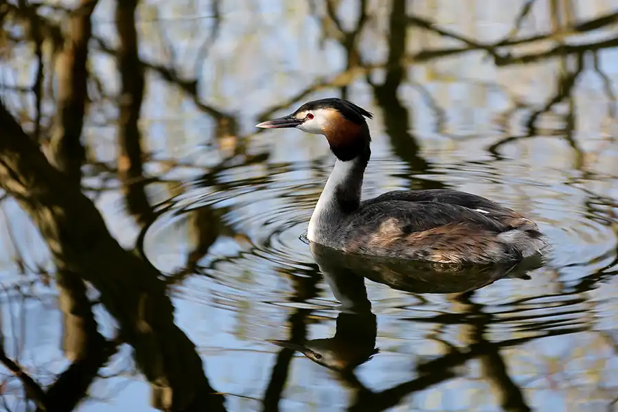 044 | 2022 | Berlin | Obersee-Orankesee-Park | © carsten riede fotografie
