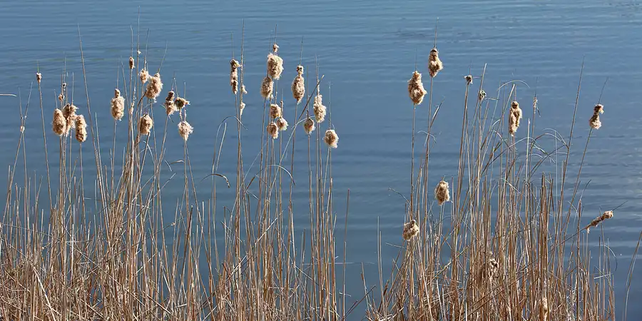 005 | 2022 | Berlin | Obersee-Orankesee-Park | © carsten riede fotografie